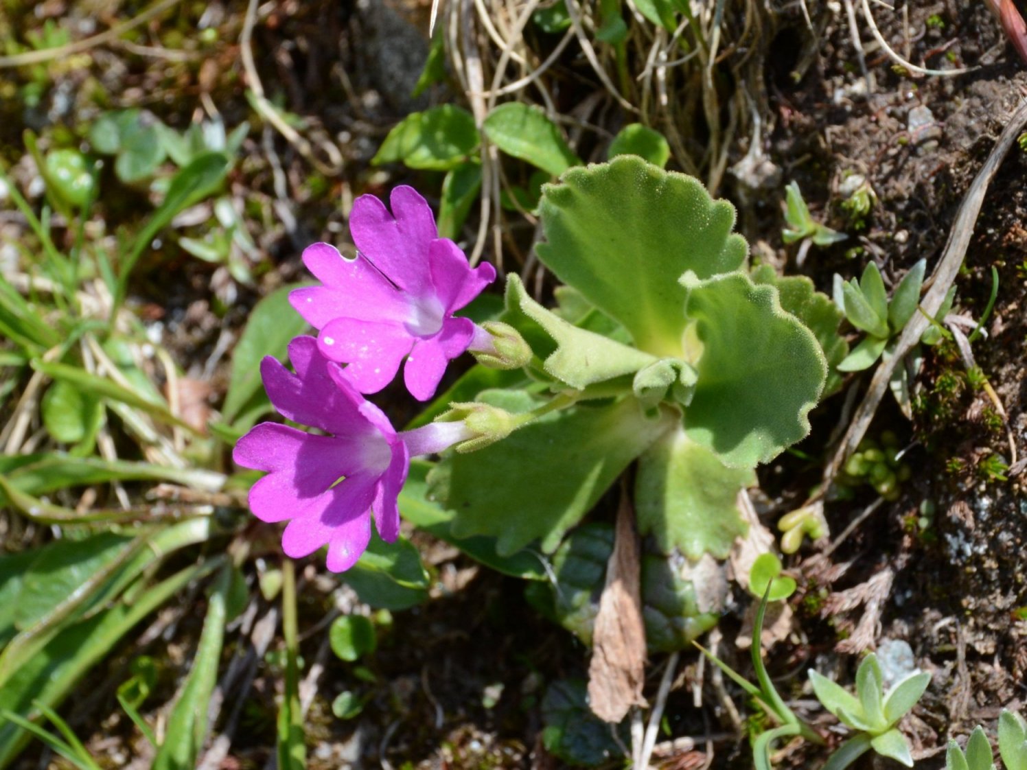 Primula daonensis / Primula di Val Daone